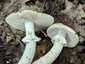 Fésűsperemű galóca (Amanita eliae), Mátra